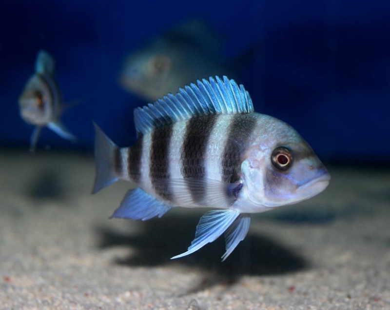 Cyphotilapia gibberosa 'Kansombo'